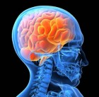 14 интересных фактов о мозге человека