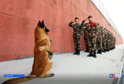 Չինաստանի ծառայողական շներից մեկը