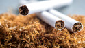 Табачные изделия: разновидности, особенности