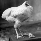 Այս պատմությունը տեղի է ունեցել ուղիղ 70տարի առաջ ԱՄՆ-ում սեպտեմբերի 10-ին 1945թվ. երբ տեղական հողագործ Լօիդ Օլսեն և նրա կինը գլխատում են հավին որպեսզի վաճառեն միսը...