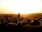 Ազերական ոչխարներին՝ հայկական հովիվներ