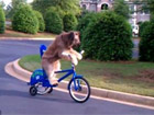 Հեծանիվ քշող շունը (Տեսանյութ)