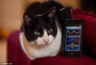Մեծ Բրիտանիայում բնակվող կատուն բարձր մռռալու ռեկորդ է սահմանել (տեսանյութ)