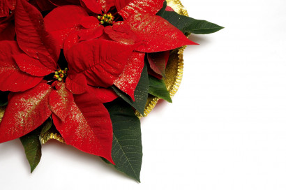 Christmas and New Year Flower - Poinsettia
