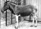 19-րդ դարում անհետացած այս կենդանուն սկզբում նմանության հետ կապված համարել են զեբրի տեսակ