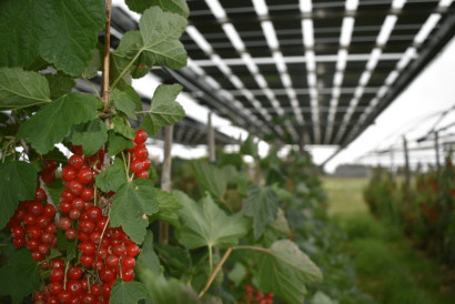 Baywa's 'fruitvoltaic' project would bear fruit – 23 tons per year, in reality
