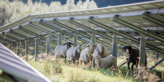 Ավստրիական ագրիվոլտային նախագիծը ներառում է ոչխարաբուծություն