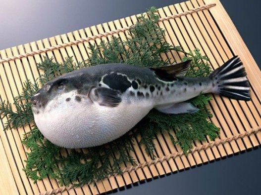 Рыба фугу Одна капля яда, содержащегося в рыбе фугу, способна вызвать полный паралич тела, а затем — смерть. Однако в Японии эта рыба считается деликатесом. Искусству приготовления этого блюда учатся