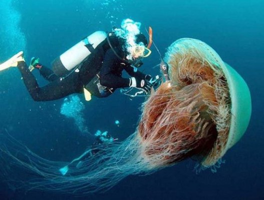 Гигантская ядовитая медуза водится около берегов Японии. Основная ее пища — тунец, что вызывает известные перебои с его поставками на рынок. Чтобы избежать проблем с добычей