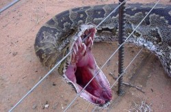 Աշխարհի ամենամեծ օձը