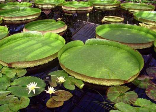 Աշխարհի ամենափոքր ծաղիկն ու ամազոնյան ջրերի ամենամեծ բույսը |  Пресс-секретарь - Независимая блог-платформа