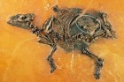 Գիտնականները հայտնաբերել են 47 միլիոն տարեկան հղի ձի