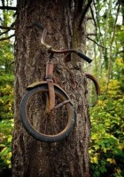 Հեծանիվ՝ ծառի մեջ