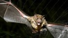 Вся правда о летучих мышах-вампирах